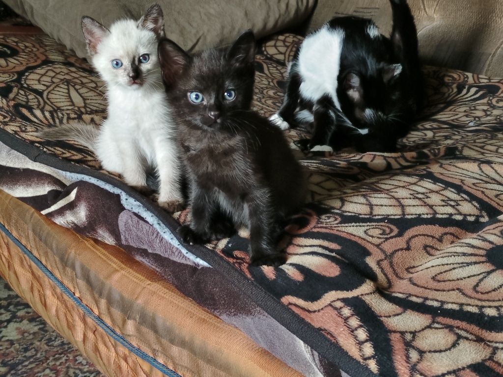Отдам котят в хорошие руки