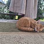 Обычный домашний котик