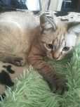 Отдам котёнка в добрые руки