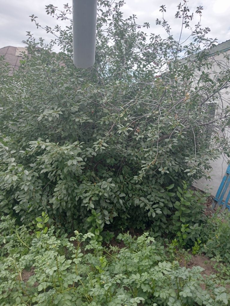 Продам дом в соцгороде