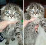 Котята  фолдики.