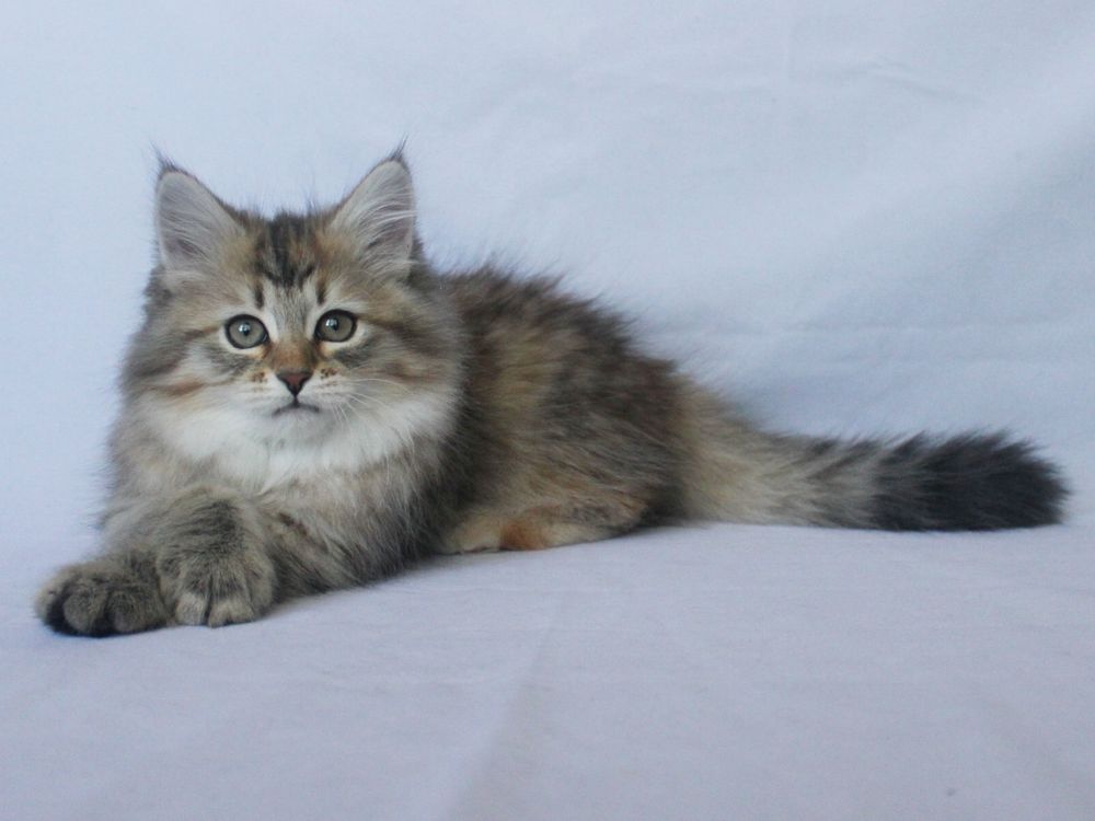 Котенок сибирский