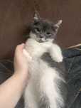 Котята бесплатно