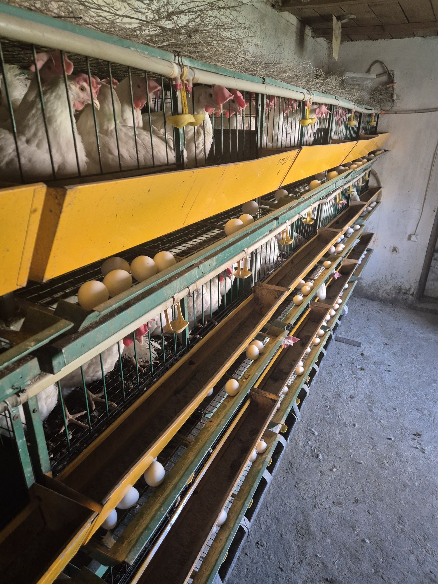 Куры несётся продам