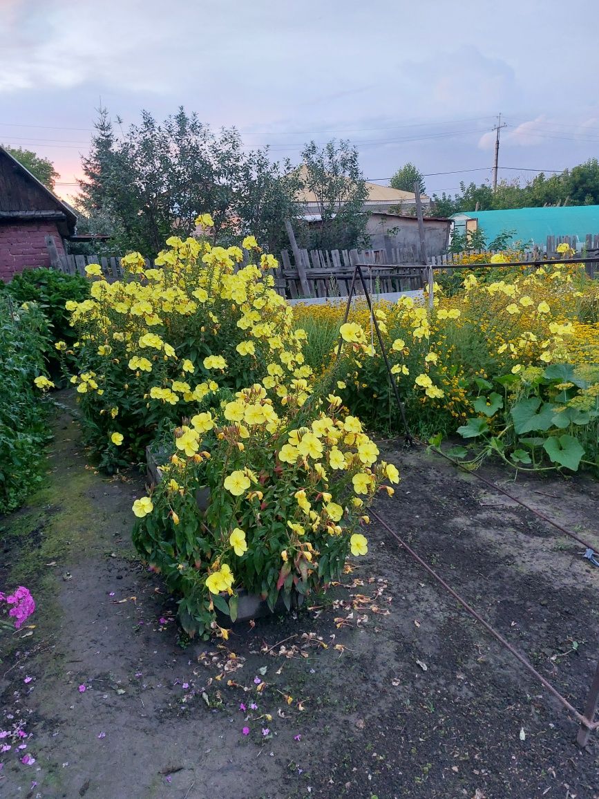 Продам саженцы цветов многолетних