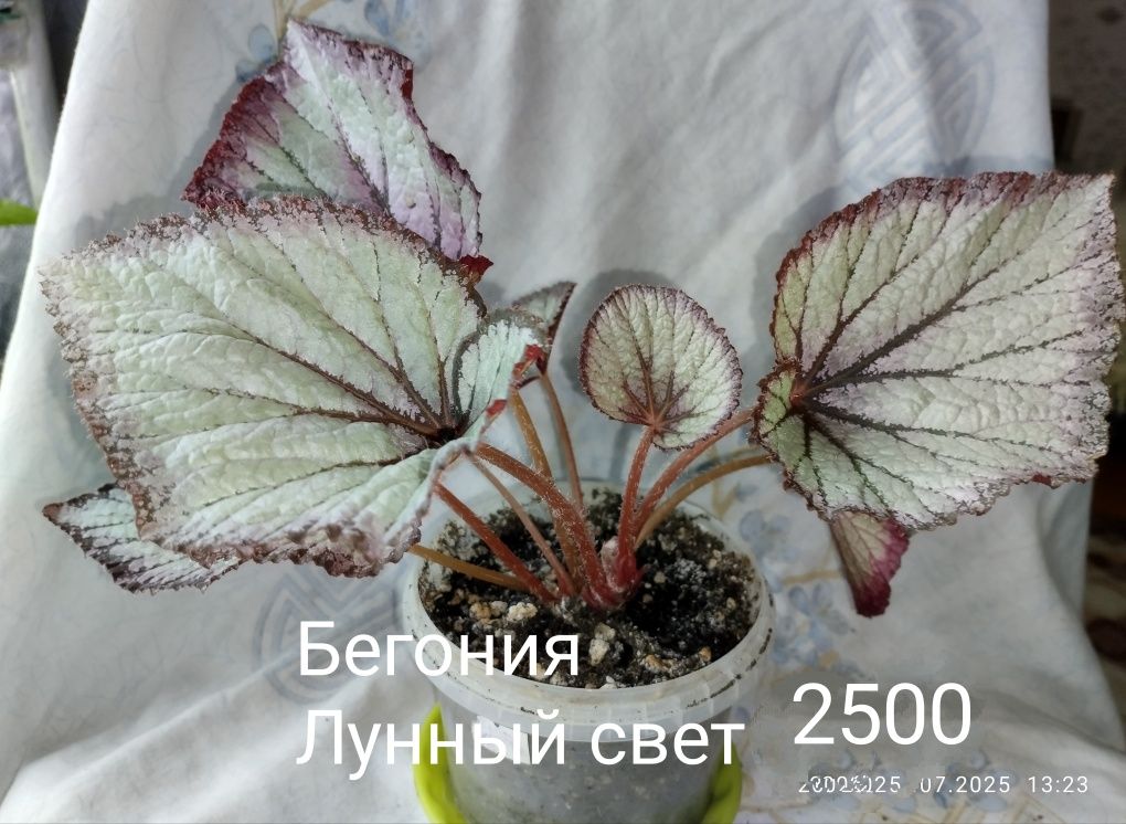 Цветы на продажу