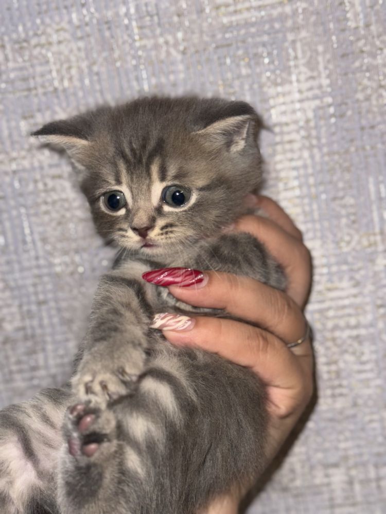 Котята Выислоухие