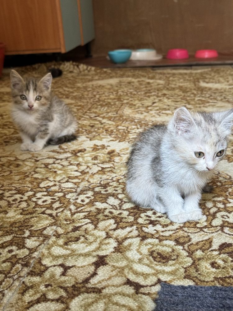 Отдам котят в хорошие руки