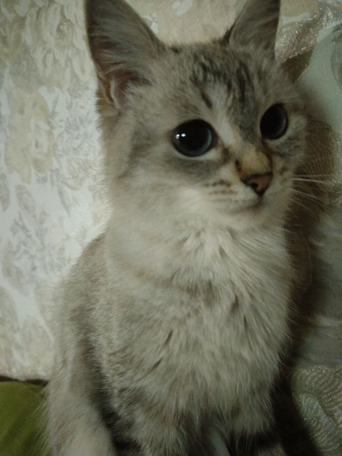Отдам в хорошие руки кототёнка две девочки