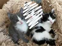 Отдам котят в добрые руки