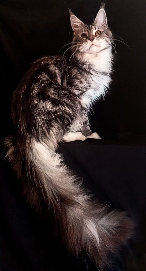 Подрощеные котята Мейн Кун. Питомник  "Fluffy Tale"