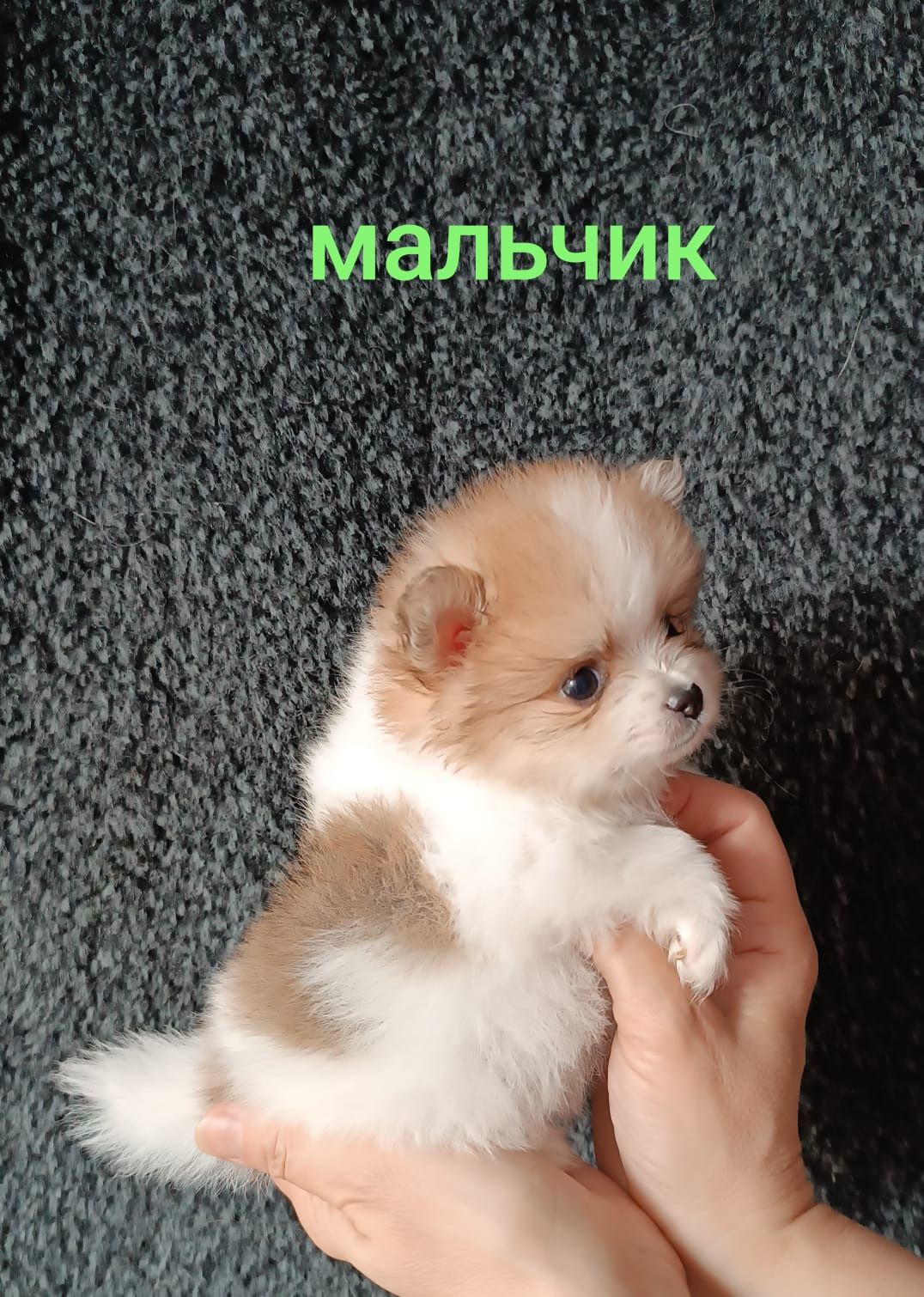 Большой выбор малышей Шпицов и Цвергшпиц