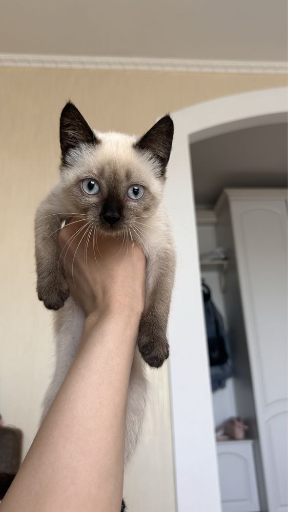 Кошечки,2 месяца . Стерилизация сделаю