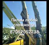 Спилить. Спил. Спилим. Пилим деревья