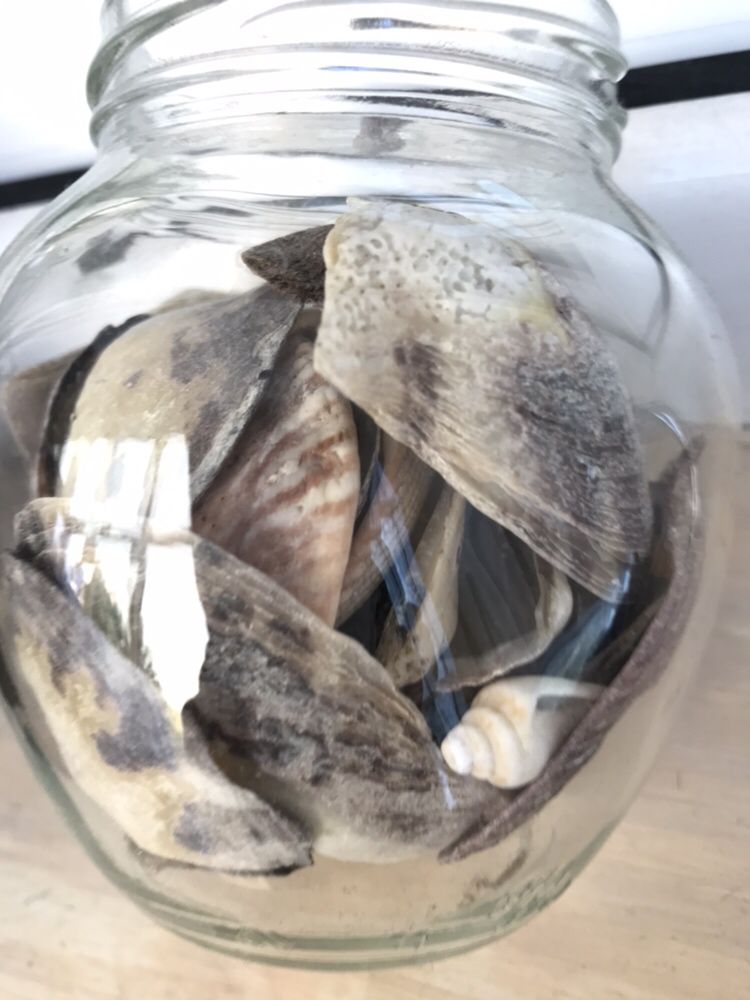 Морские ракушки в баночке
