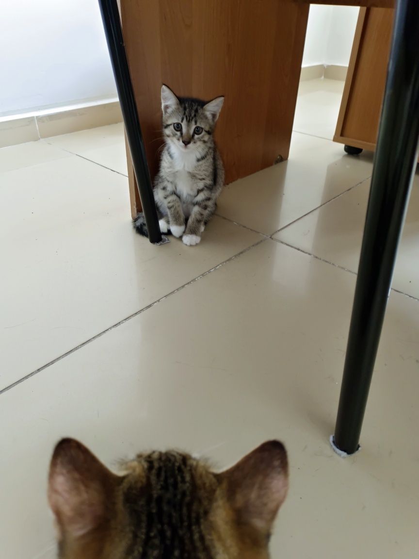 Отдам в добрые ответственные руки котёнка