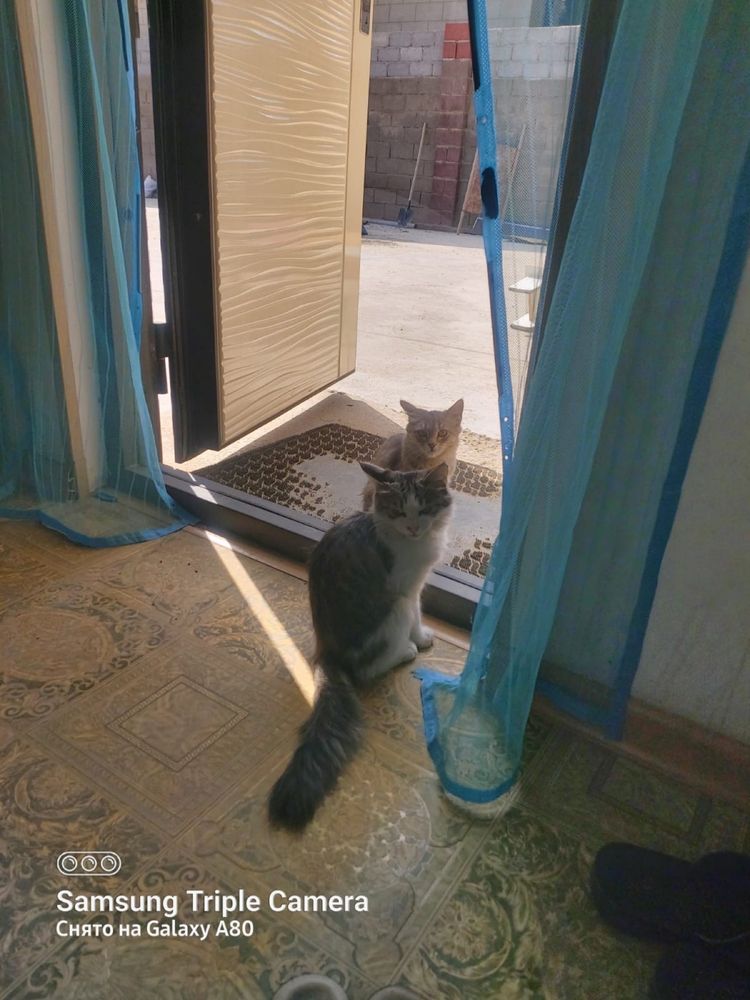 Котята отдам даром