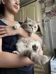 Отдаем в добрые руки шотландскую кошку