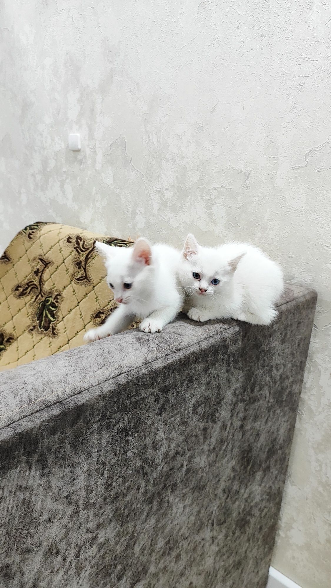 Кошка с котятами