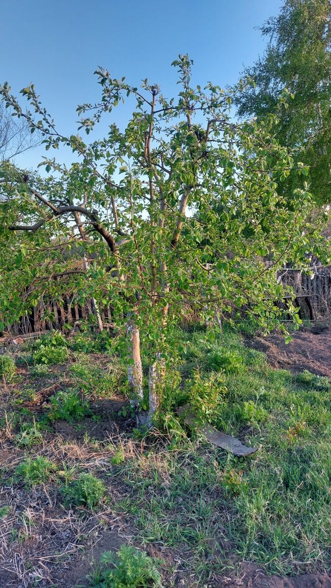 Продам дачу сад Здоровье