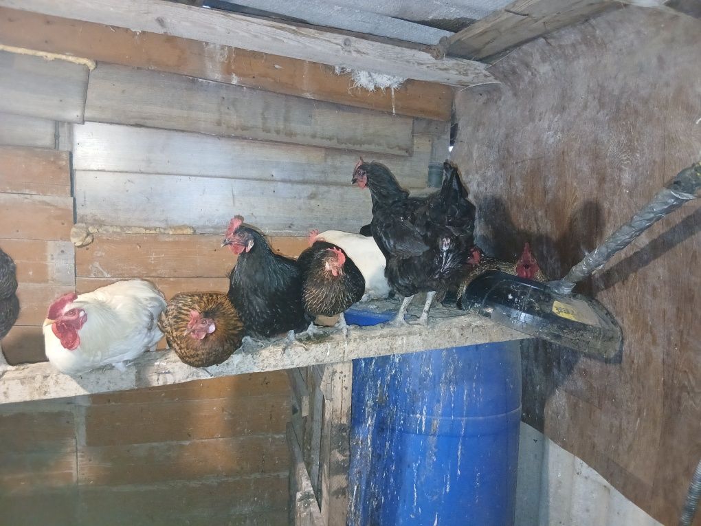 Домашних куреи  продам домашних циплята