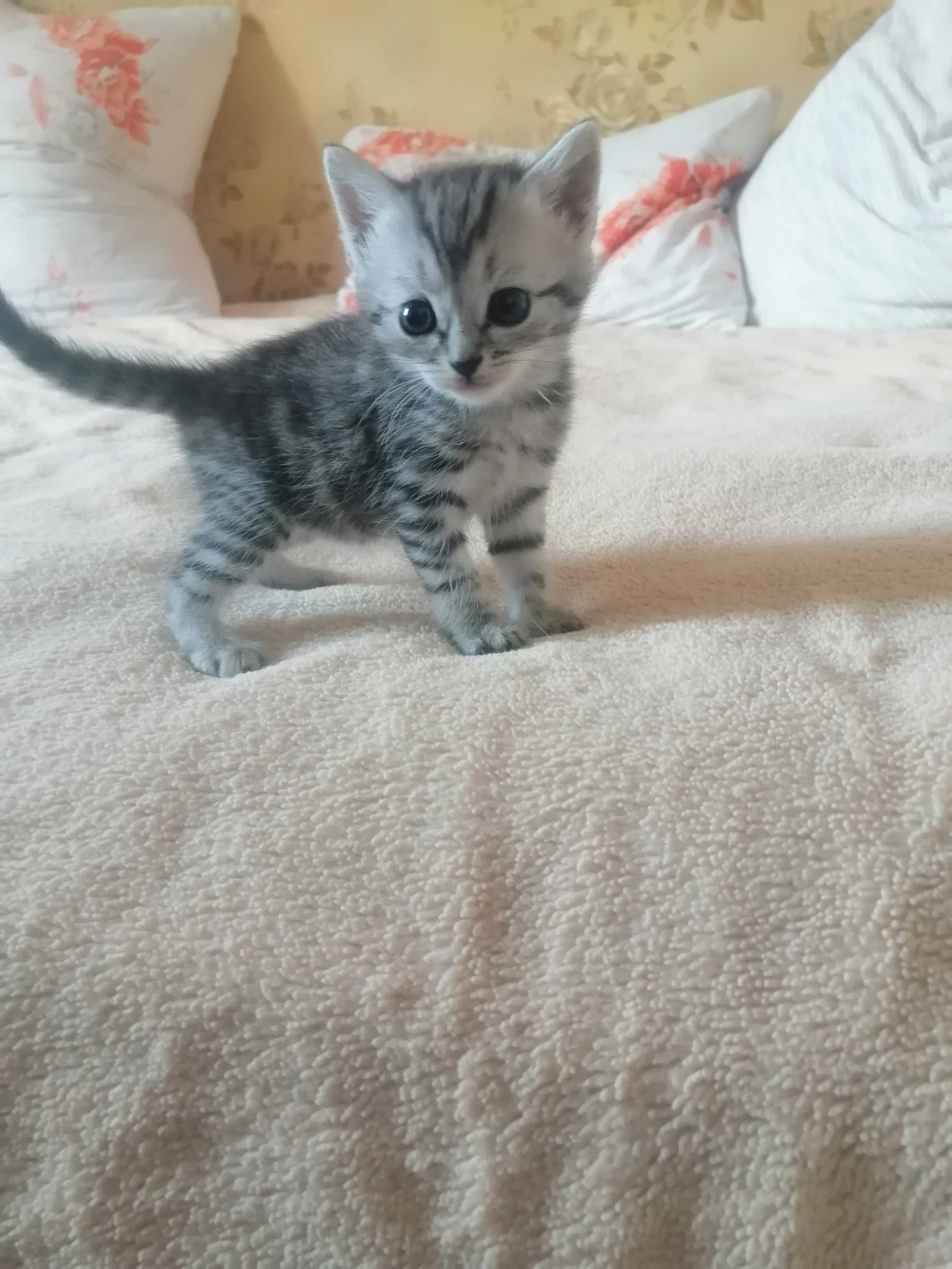 Отдам котят  в добрые руки