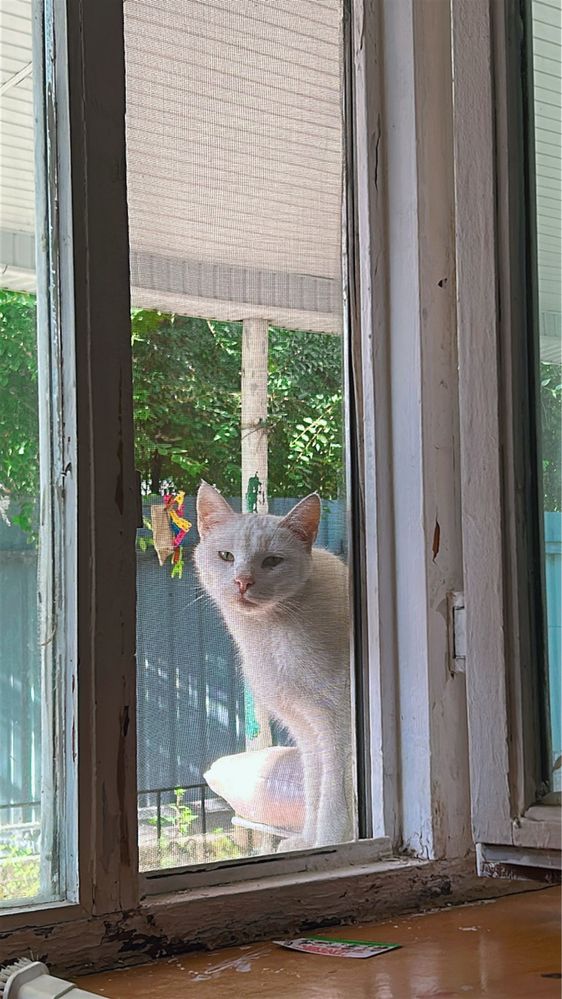 Белый кот ищет дом