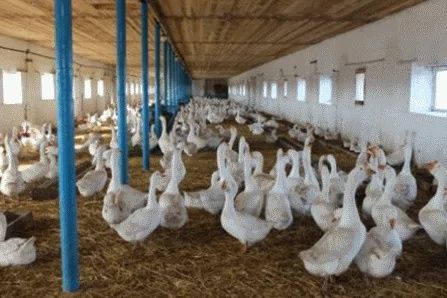 Гусиное инкубационное яйцо в наличии тяжёлый мясной тип