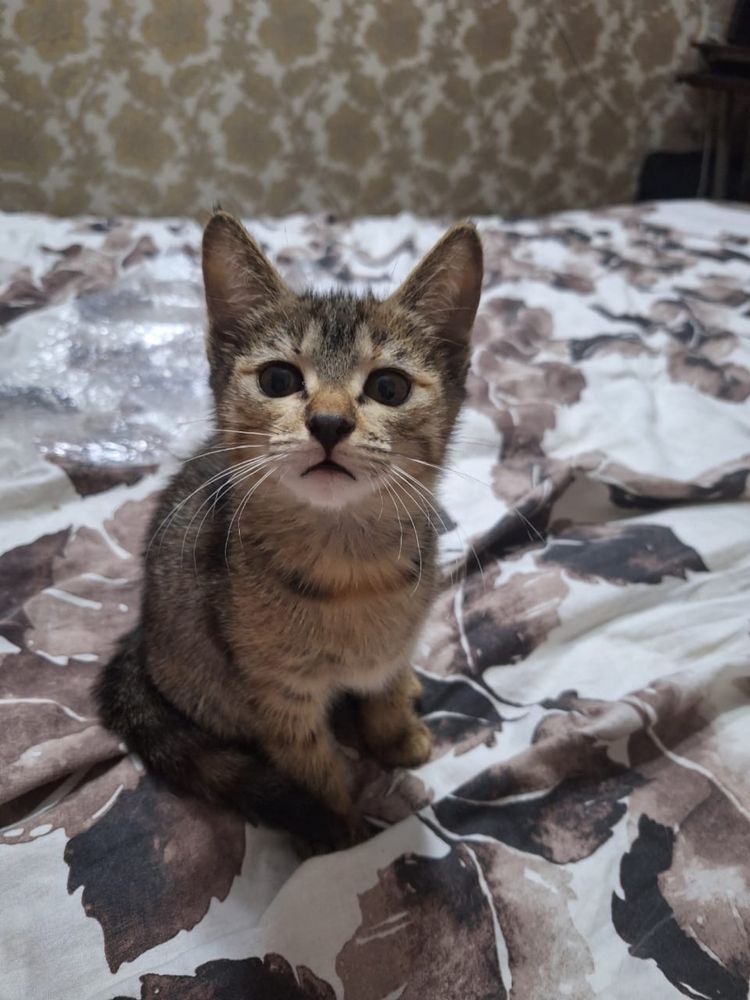 Котенка отдам в добрые руки