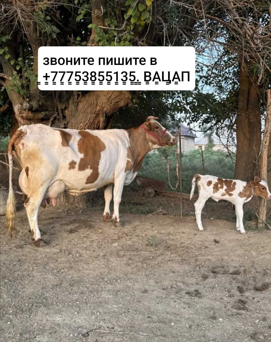 Продаю молодую вместе с телёнком. Ь