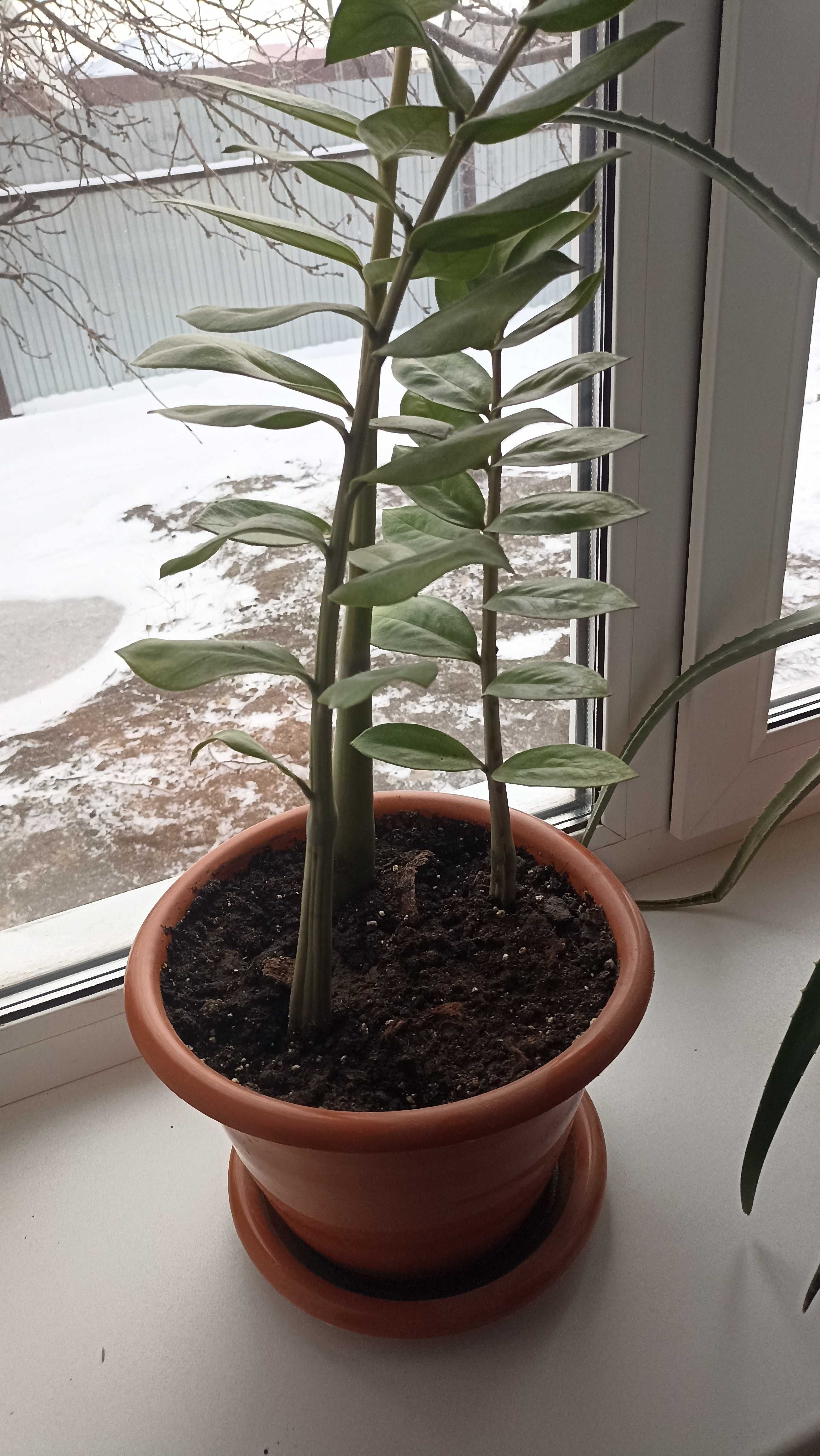 Продам домашний цветок Замиокулькас (долларовый цветок)