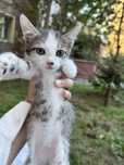 Ищем семью для котенка, 1.5 мес. Мальчик