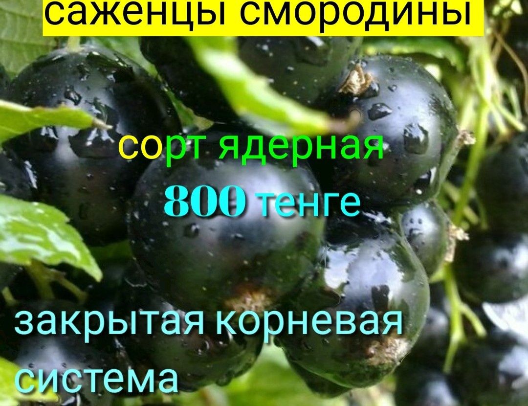 Саженцы плодовых и ягодных растений