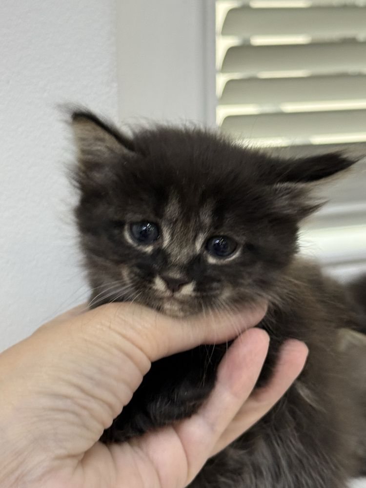 Котенок 1 месяц бесплатно