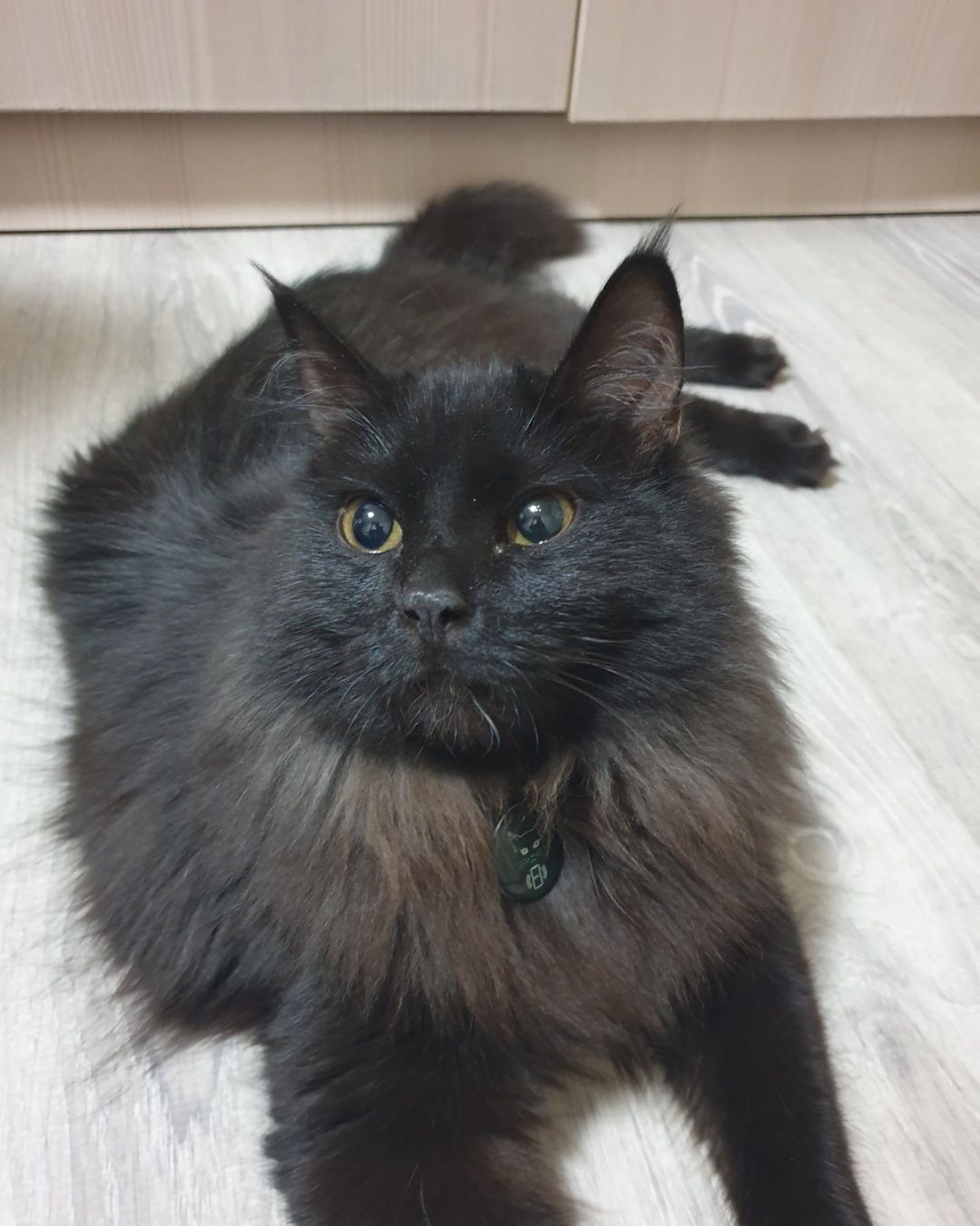 Ищет дом котенок!