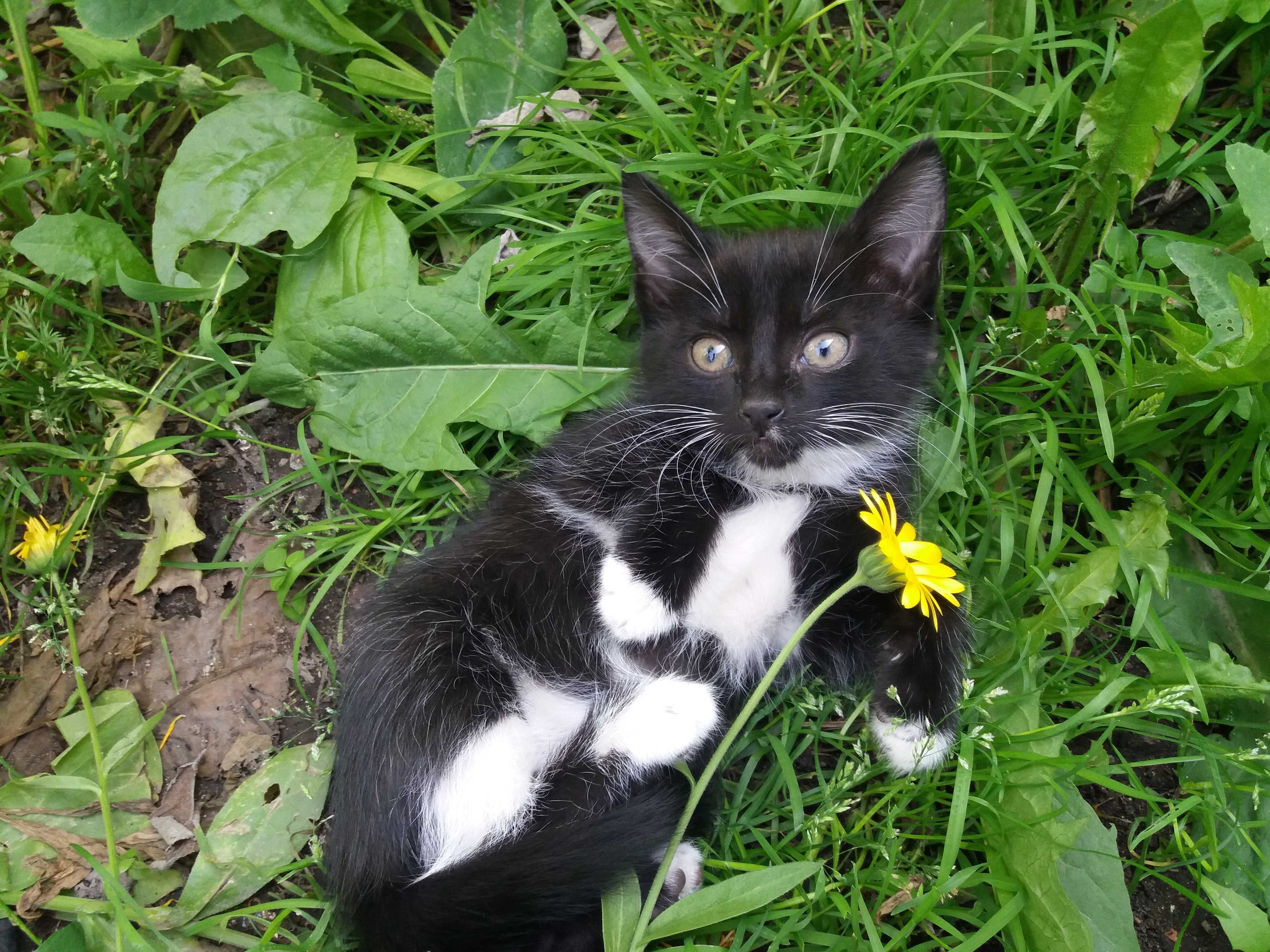 Успей своего забрать котёнка!