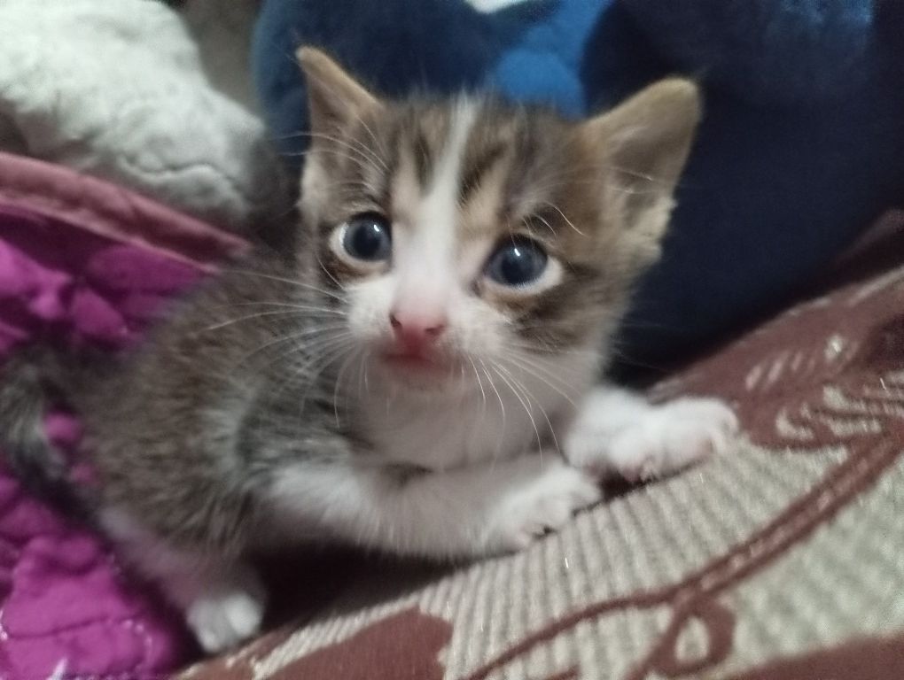 Отдам котят в хорошие руки