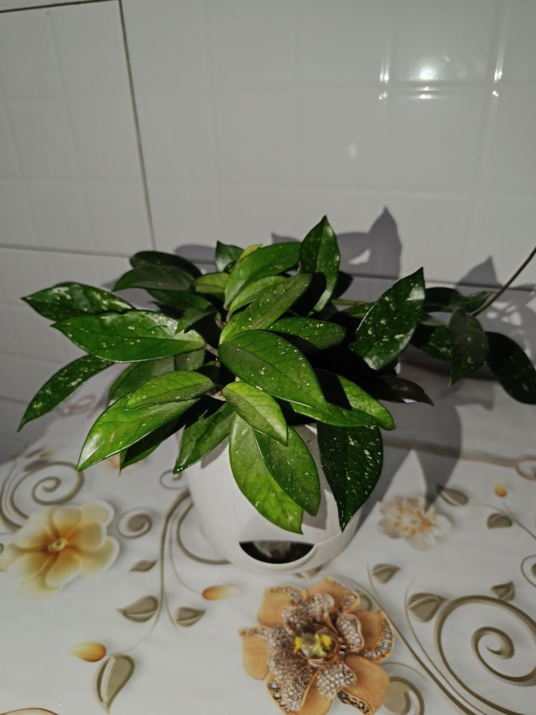 Продам комнотные цветы