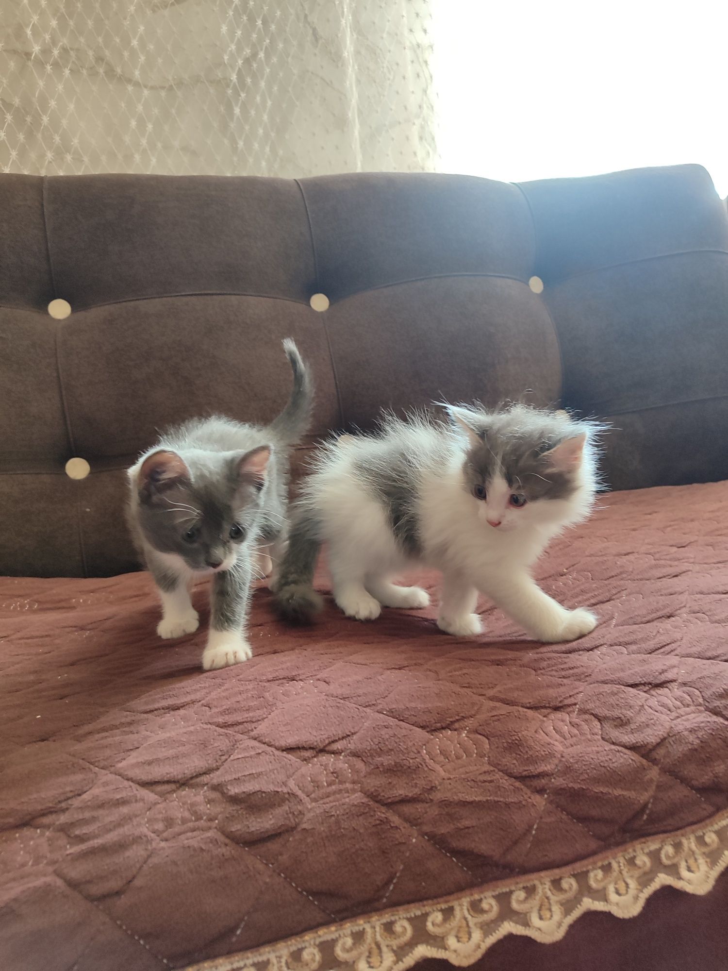 Котята, дворняжки