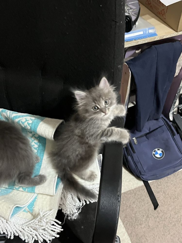 Котята в серых оттенках. Котик. Котики. Мысық. Марғау.