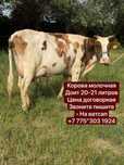 Продажа молочных корова с телятами хорошая‘’’