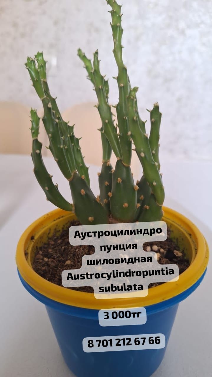 Продается комнатные растениее