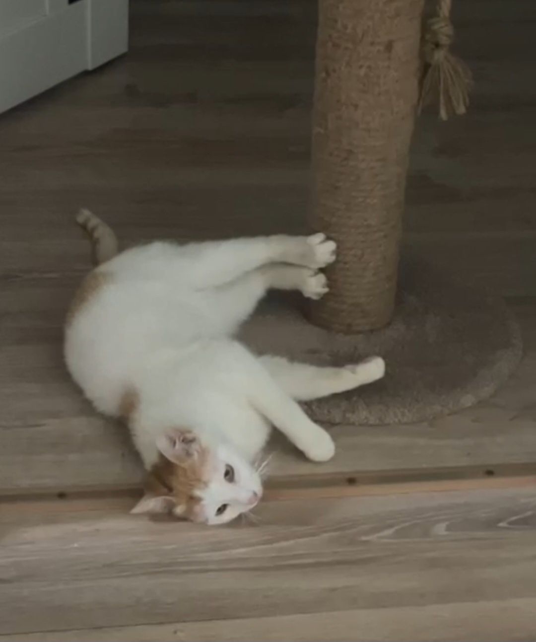 Котик Борис в добрые руки