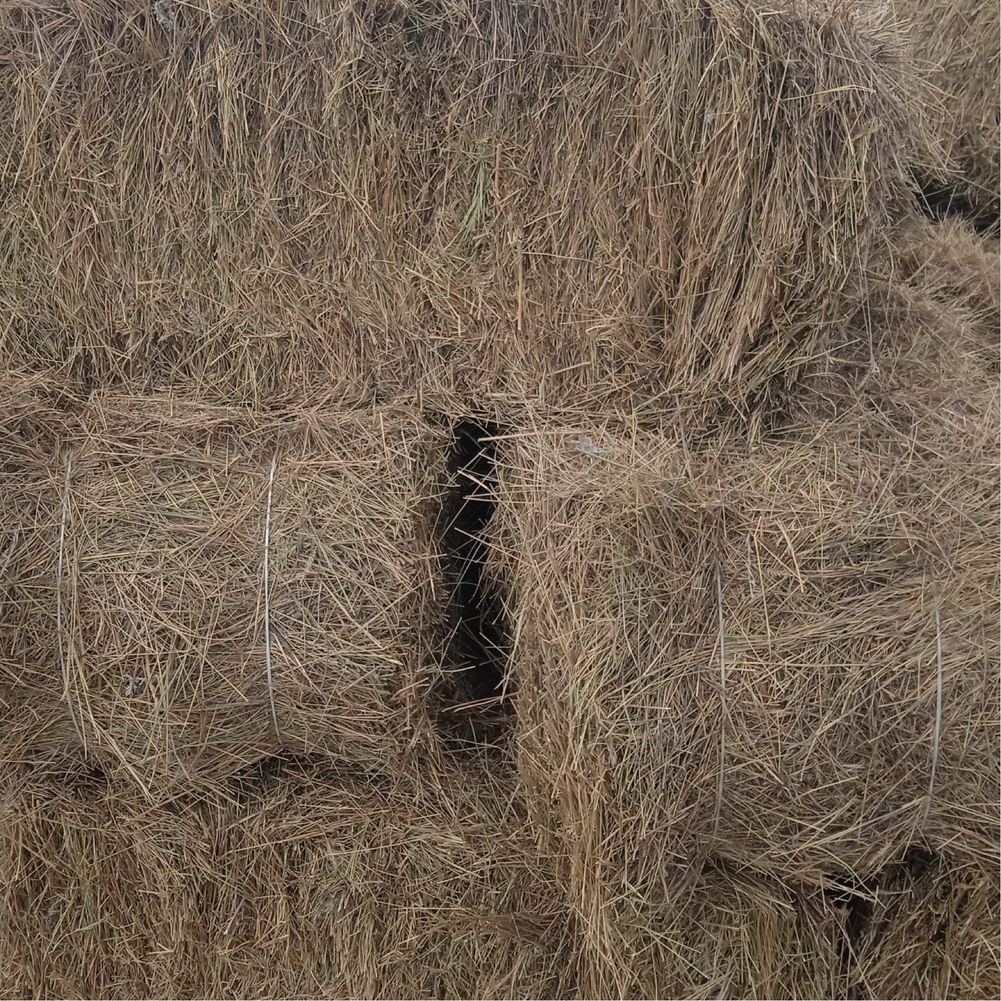 Свежий покос житняк сено