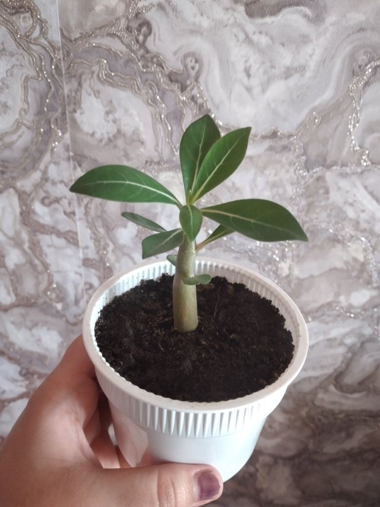Адениум продам .