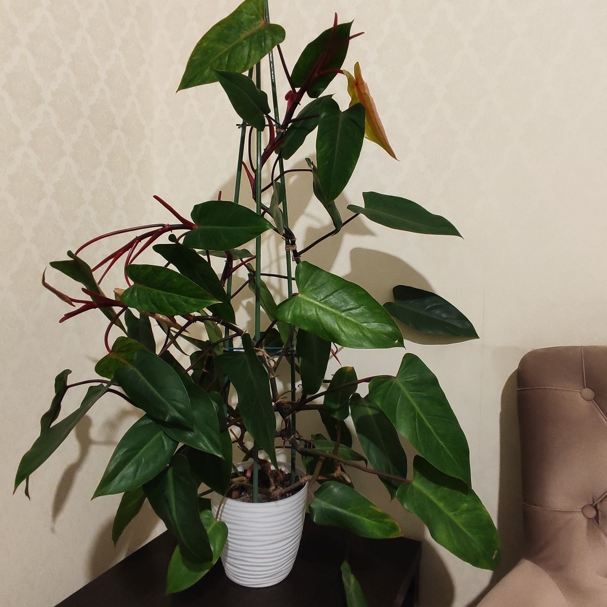Продажа или обмен! Филодендрон Painted Lady(Расписная леди)