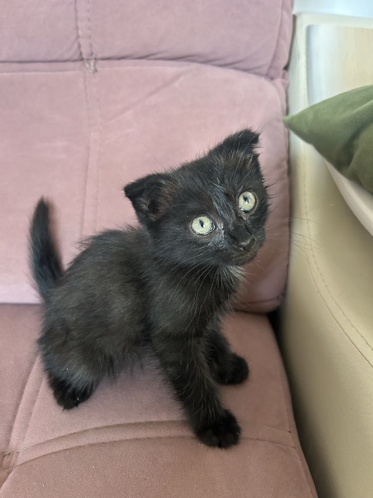 Продам вислоухого котенка