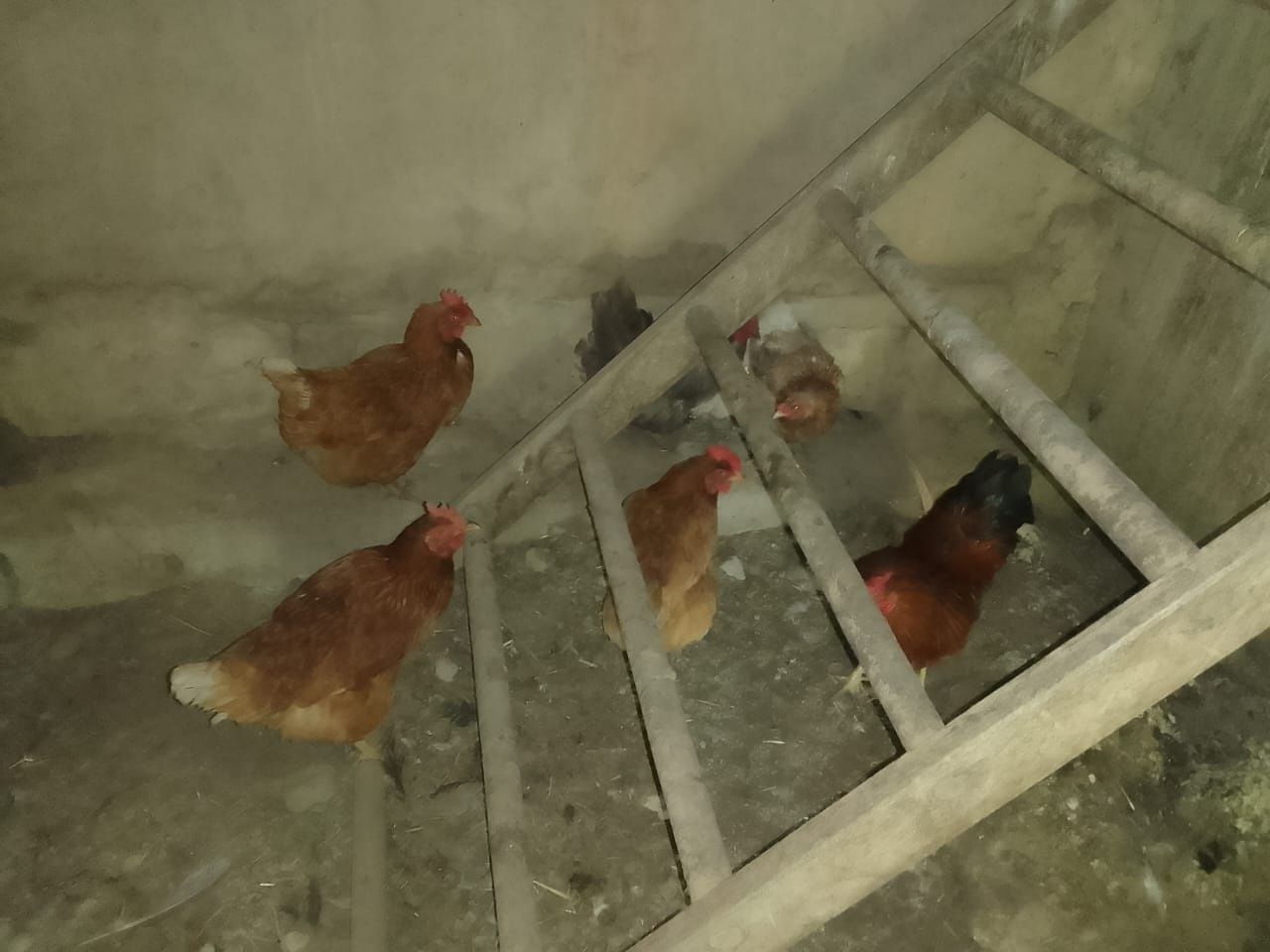 Продаю куриц не дорого
