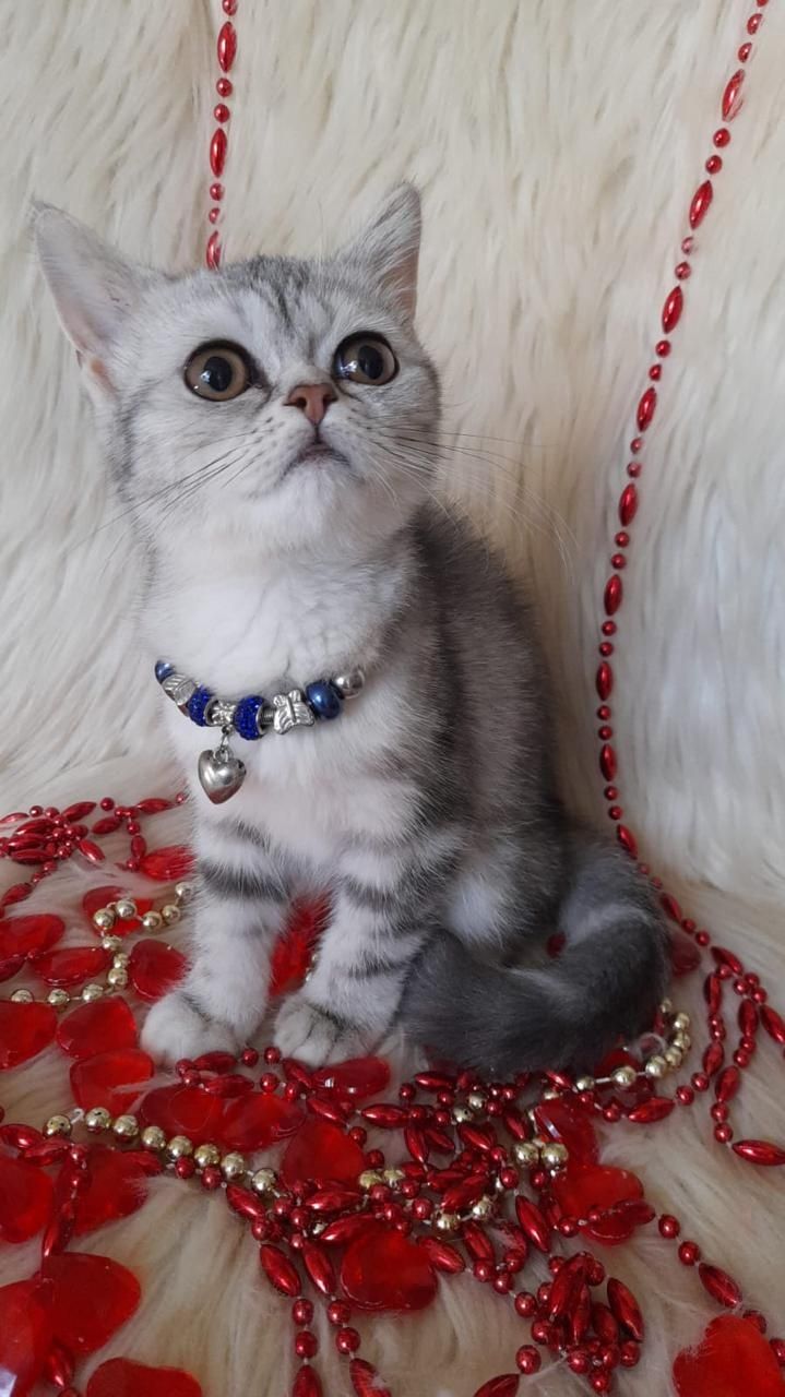 Ищем добрые ручки