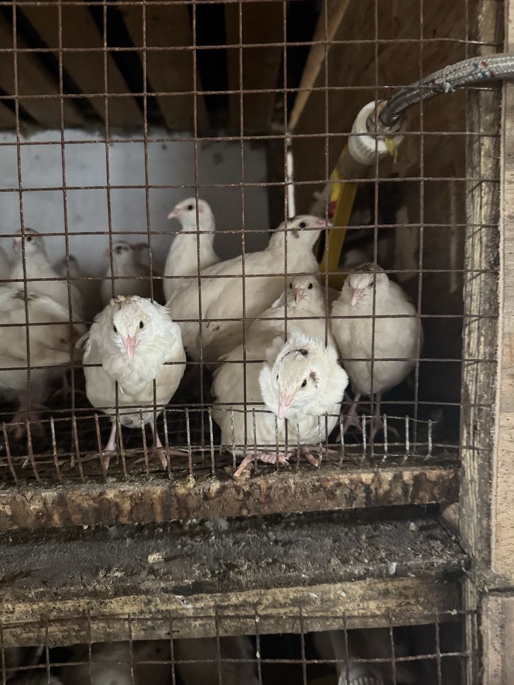 Перепелка продаю и также есть курица